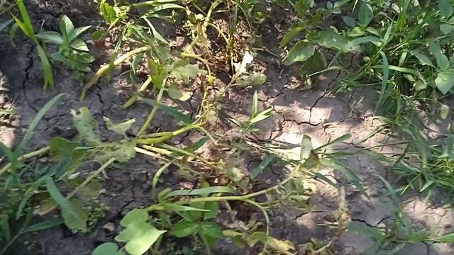 Картошка из глазков, получилась!!! Копаю картошку и морковь. ?? смотреть онлайн