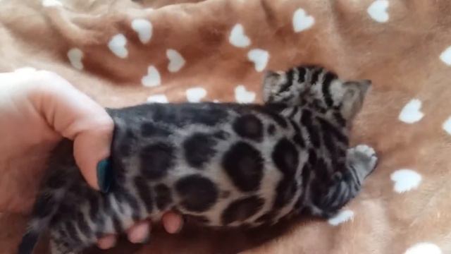 Бенгальский котенок. Котик 3. ДР 19.02.2017 смотреть онлайн