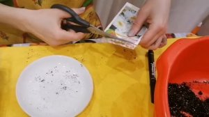 Садим  ромашку семенами на рассаду