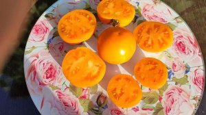 Томат для новичков - САНЬКА ЗОЛОТОЙ