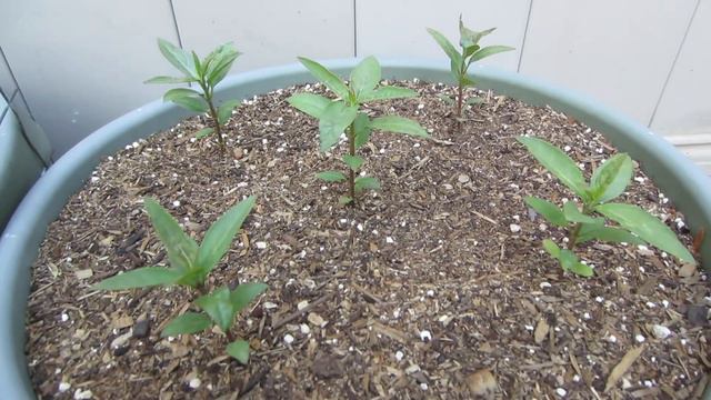 May 2020 Garden Tour - Zone 8a смотреть онлайн