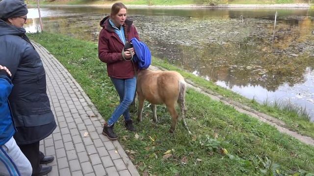 Карликовая американская лошадь с косичкой смотреть онлайн