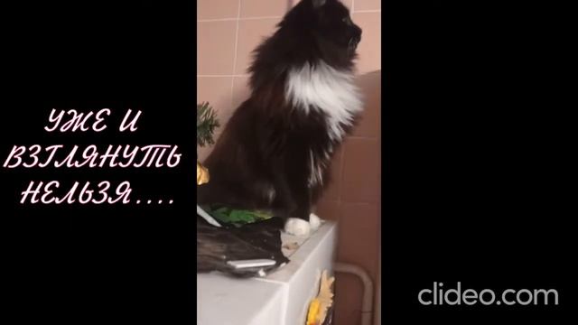 КОТ И НОВОГОДНЯЯ ЕЛКА смотреть онлайн