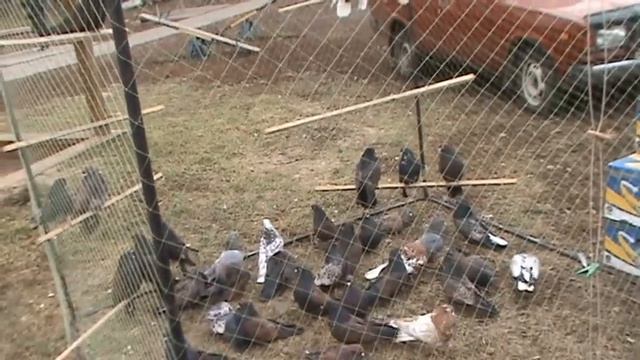 г.Павлоград. Выставка-ярмарка голубей и птиц, 1часть смотреть онлайн