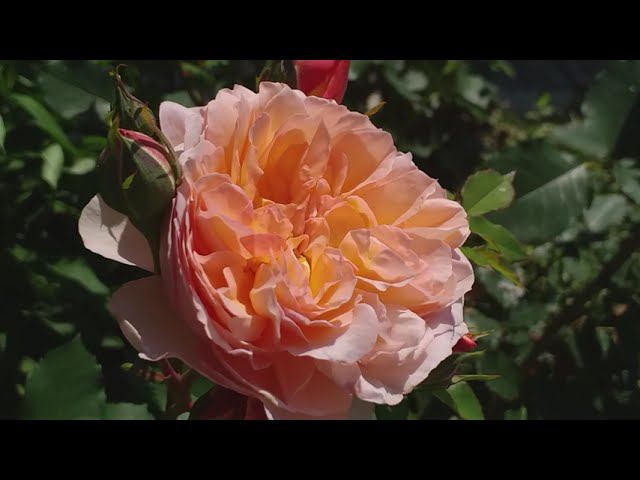 Две розы с одинаковым именем и разными фамилиями. Съемка 5 июля смотреть онлайн