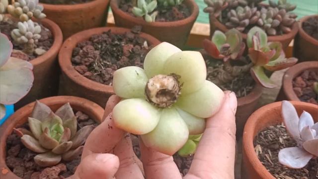 How to save a succulent with stem rot|| Echeveria Green ice? смотреть онлайн