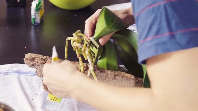 DIY Orchid Mounting on Wood Without Wire Phalaenopsis | Moth Orchid смотреть онлайн