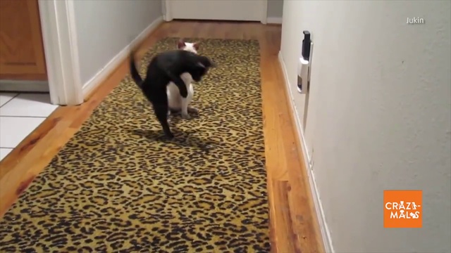 два котенка-две реакции смотреть онлайн