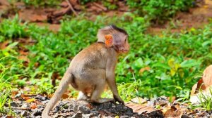 Mom monkey not allow big baby monkey get milk like smaller baby monkey