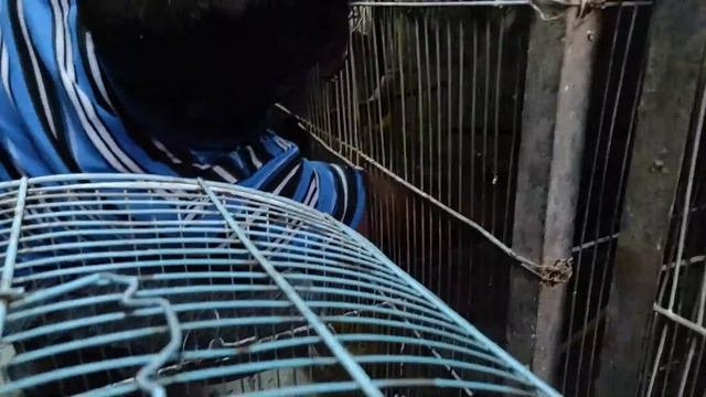 Opal,Fawn and Albino Java New Breeding Unit Setup Part 3 смотреть онлайн