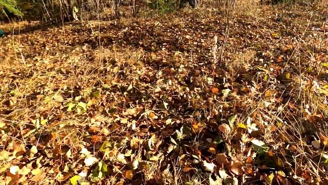 Острова Балахановского озера. смотреть онлайн