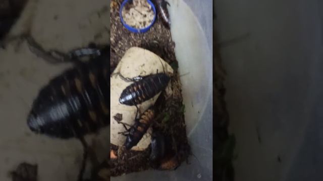 Шипение мадагаскарского таракана. Очень громкий парнишка! смотреть онлайн