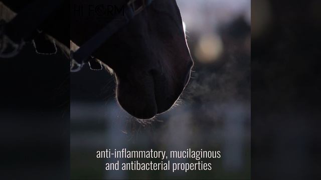 Breathe #horse  #respiratoryconditions  #equestrian #respiratory  #nature #lungdisease #animal