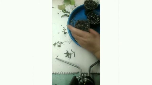 Суккуленты - размножение черенками. смотреть онлайн