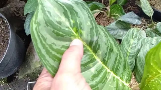 Aglaonema manila pride and Aglaonema Brilliant смотреть онлайн
