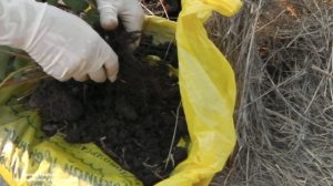 ФУЗАРИОЗНОЕ УВЯДАНИЕ  КЛУБНИКИ . СИМПТОМЫ  И БОРЬБА  С ФУЗАРИОЗОМ  КЛУБНИКИ