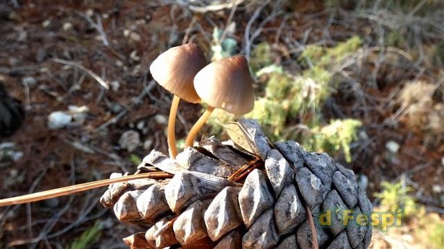 MYCENA SEYNESII -- MYCENA SEYNII -- (Quel  1877) (214k30f) смотреть онлайн