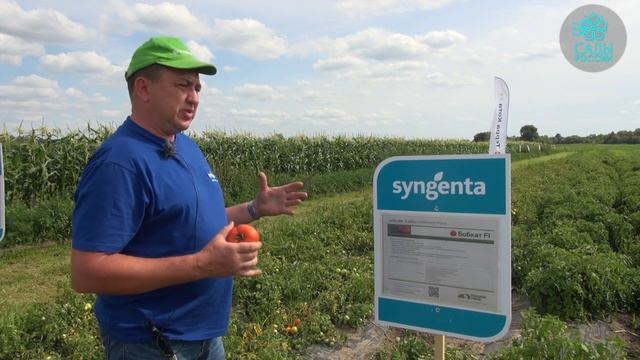 Томат Бобкат смотреть онлайн