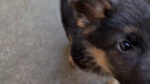 ОХОТА НА ПОРОСЁНКА. Щенки Немецкой овчарки. смотреть онлайн