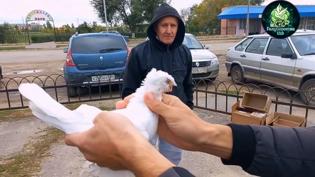 ПТИЧИЙ РЫНОК ГОЛУБЕЙ В ВОЛГОГРАДЕ 2)ЧАСТЬ,BIRD MARKET OF PIGEONS IN VOLGOGRAD 24.09.2022г!!! смотреть онлайн