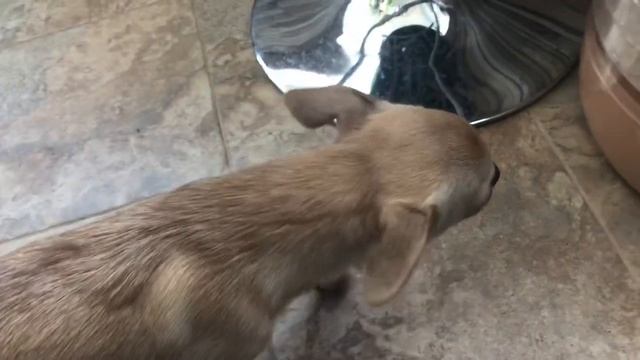 Вкусные соусы и рецепты