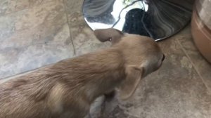 Сушу кальмары на электросушилке.