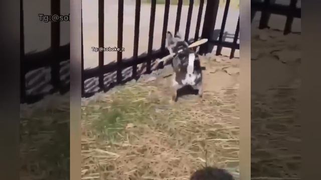 Когда ты тот ещё беглец, но твой человек умнее тебя ?