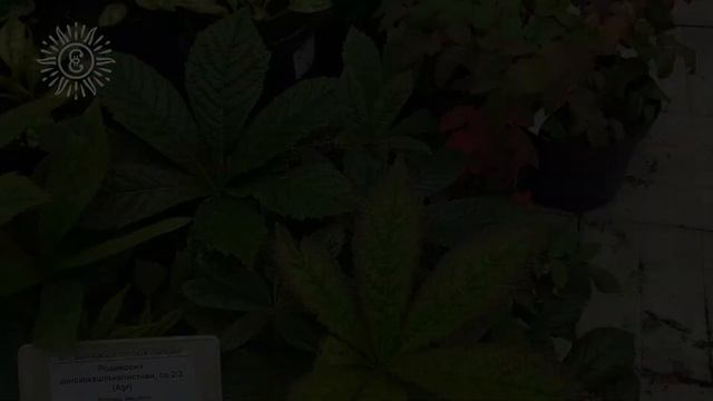 10 растений для тени. Что такое парк? смотреть онлайн