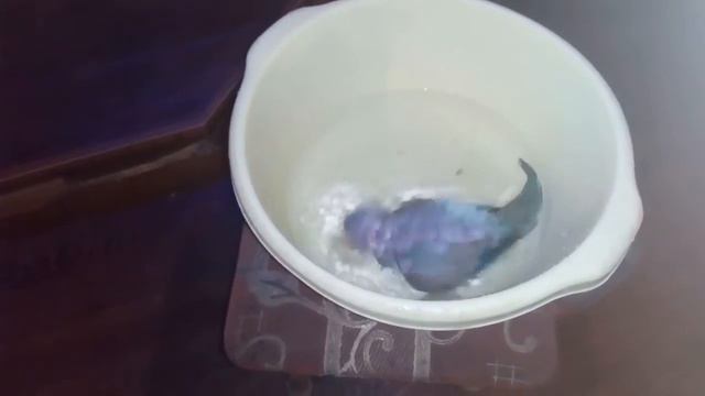 Попугай купается смотреть онлайн