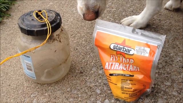 Controlling Flies in the Coop - Captivator Fly Trap Review смотреть онлайн