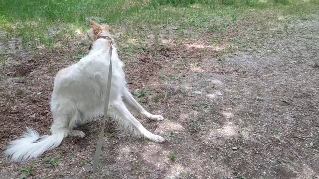 Узнай О породе собак Русская псовая борзая. Селекция и предназначение смотреть онлайн