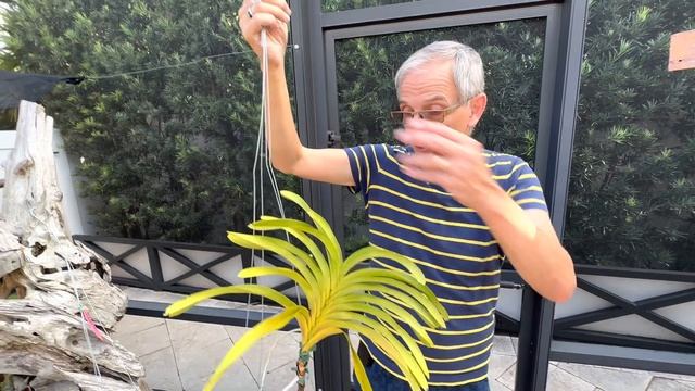 Update on the Vanda repotting and broken Caularthron bicornutum spike смотреть онлайн