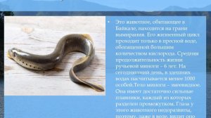 Видеоролик «Животный мир байкальских побережий и гор»