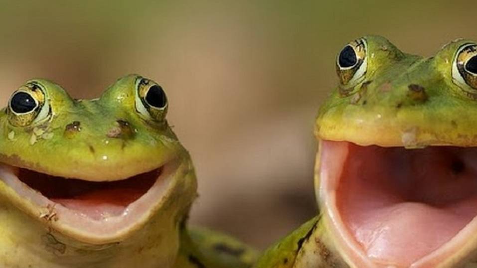 Забавные и смешные лягушки и жабы смотреть онлайн