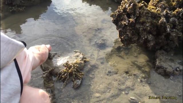 Знакомство с крабами/Acquaintance with crabs