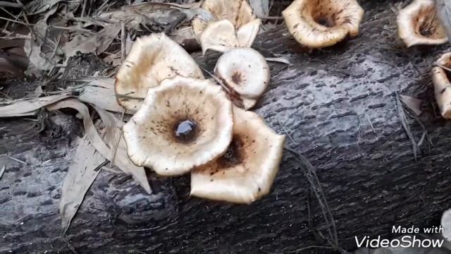 Funnel Shaped Fungi.