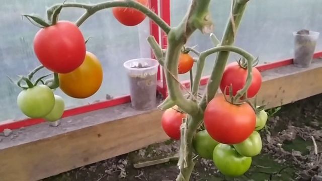 Портленд F1 томат