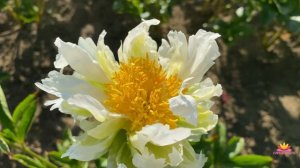 Бело-зеленый пион GREEN HALO / Сад Ворошиловой