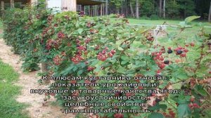 Малина Блэк Джевел