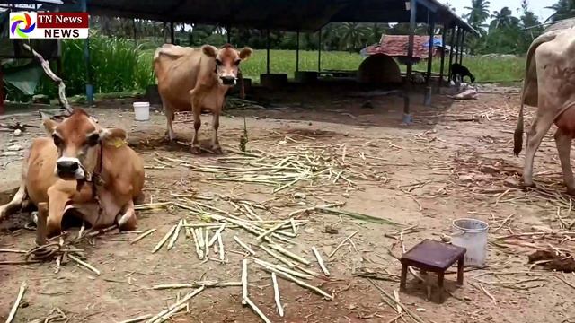 இலவச மாட்டு கொட்டகை திட்டம் How to Apply Free cow shed scheme |Cow shed scheme |Cow Shed|TN News смотреть онлайн