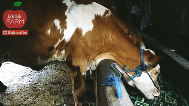 Tanda-tanda Sapi Bunting смотреть онлайн