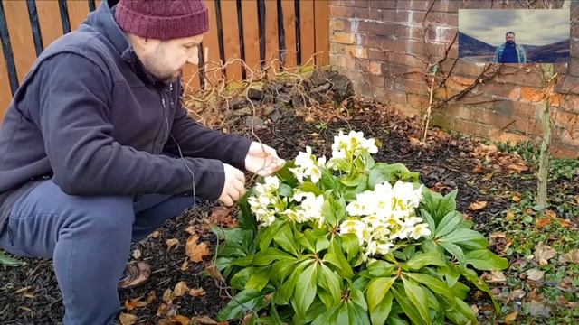 Ciemiernik Biały - Helleborus Niger