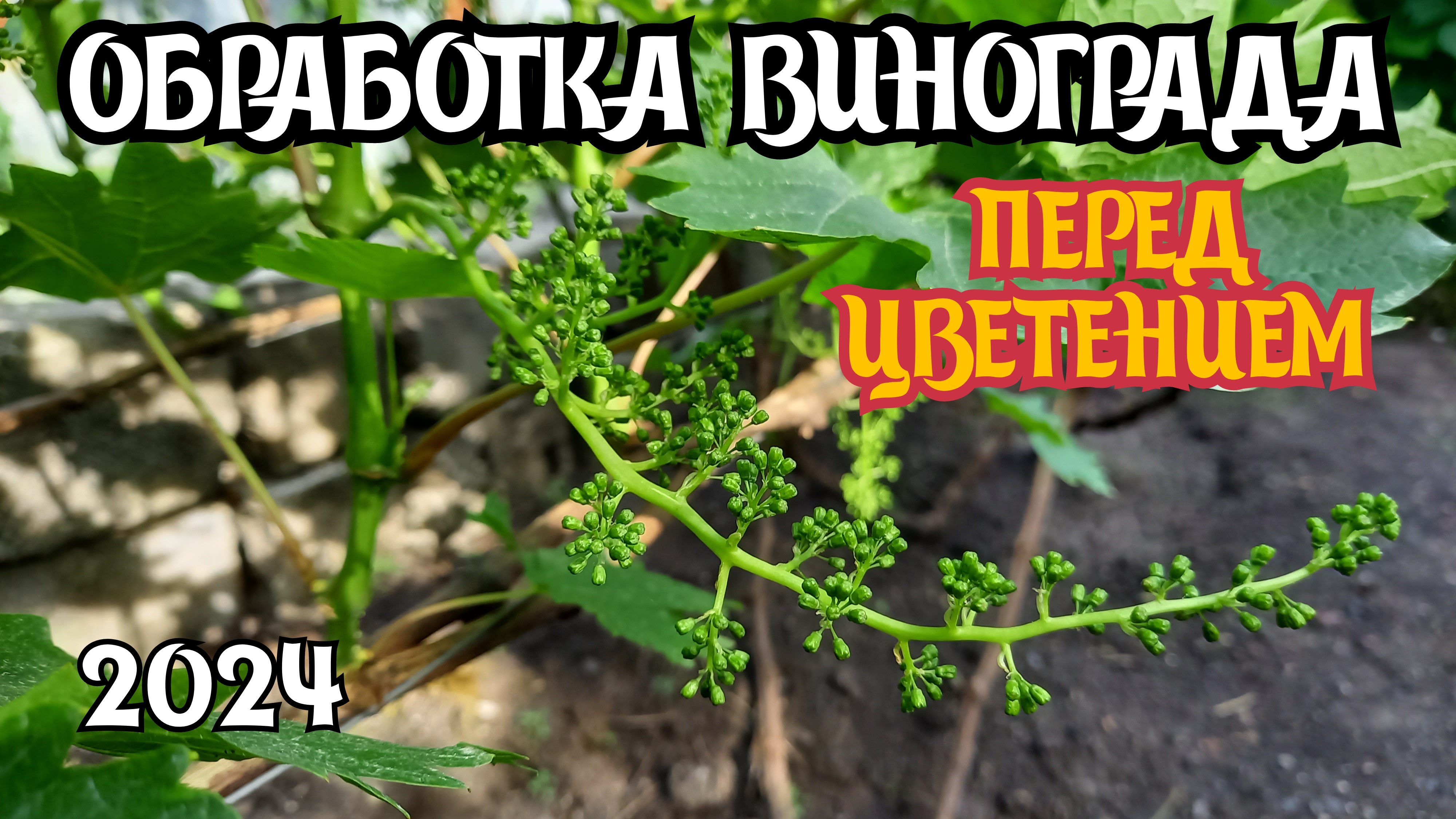 ОБРАБОТКА ВИНОГРАДА перед цветением. 2024 год. смотреть онлайн