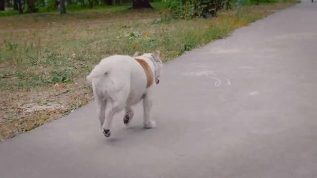 Прогулка с Микки/Walk with a dog "Mickey" Panasonic GH4 смотреть онлайн