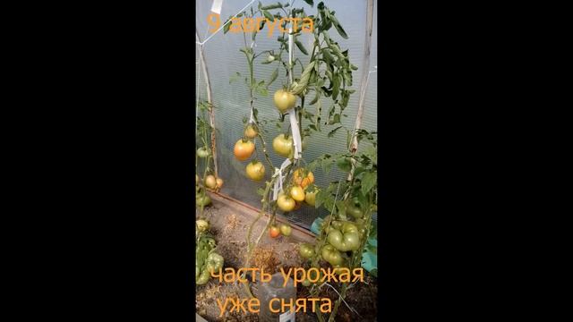 Сорт Мазарини от Сибирского сада смотреть онлайн