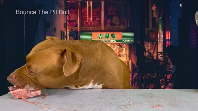 ASMR MUKBANG PITBULL EATING RAW FOODS смотреть онлайн