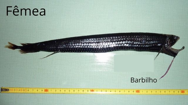 Black Dragon Fish - Idiacanthus Atlanticus - Peixe Dragão Negro смотреть онлайн