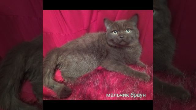 Четыре лапы Ташкент приют. Помогаем информационно смотреть онлайн