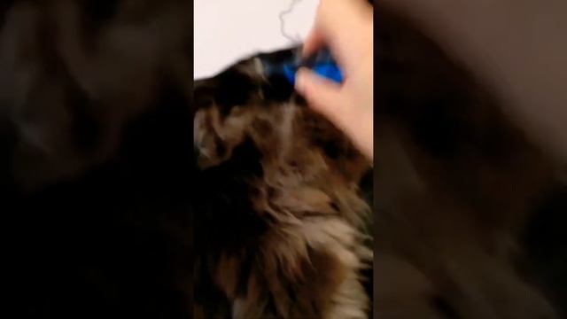 Инструменты для вычёсывание собак и кошек с длинной шерстью #груминг #собаки #кошки смотреть онлайн