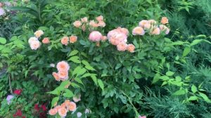 Роза БРИОЗА- одно восхищение!!!!!